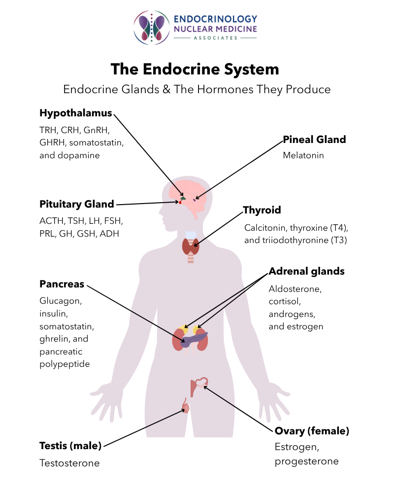 Endocrine System Diagram by Endocrinology Nuclear Medicine Associates