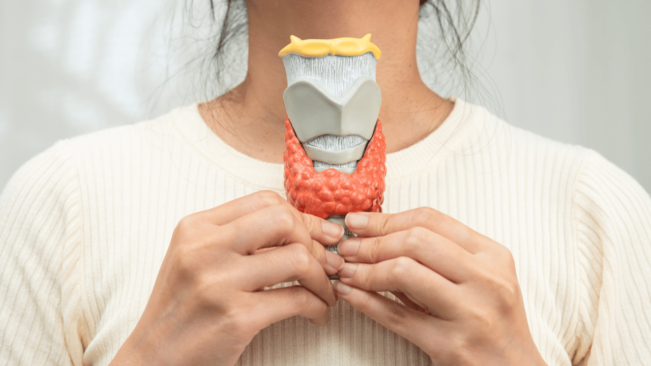 Anatomical model of the thyroid gland. Photo by Sasirin Pamais Images on Canva.
